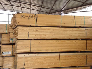 Abeto Douglas de Canadá